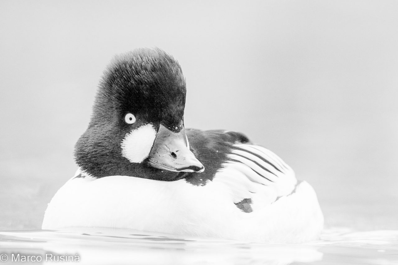 Natura in bianco e nero