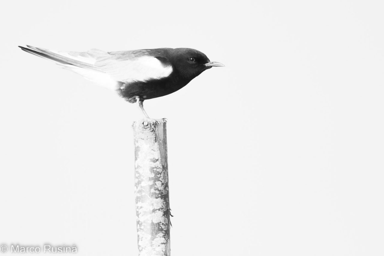 Natura in bianco e nero