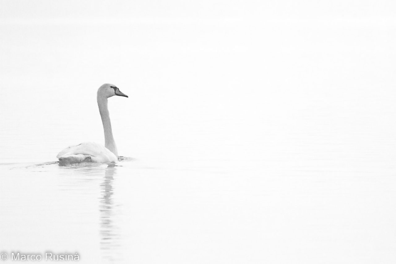 Natura in bianco e nero