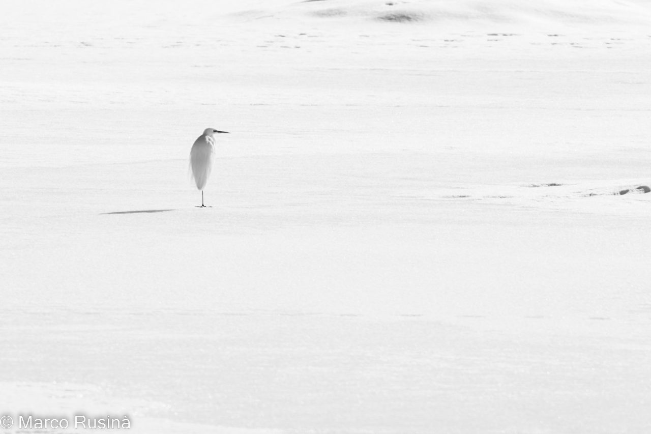 Natura in bianco e nero