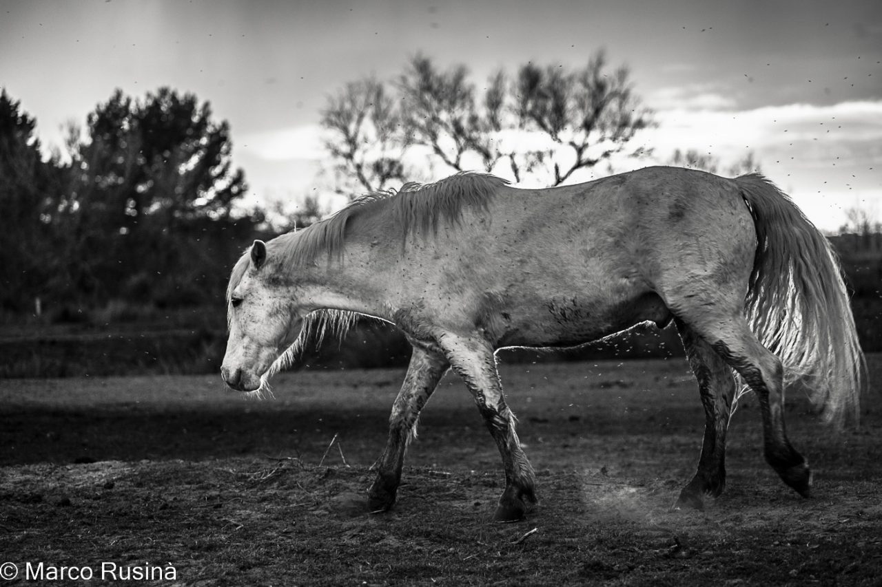 Natura in bianco e nero