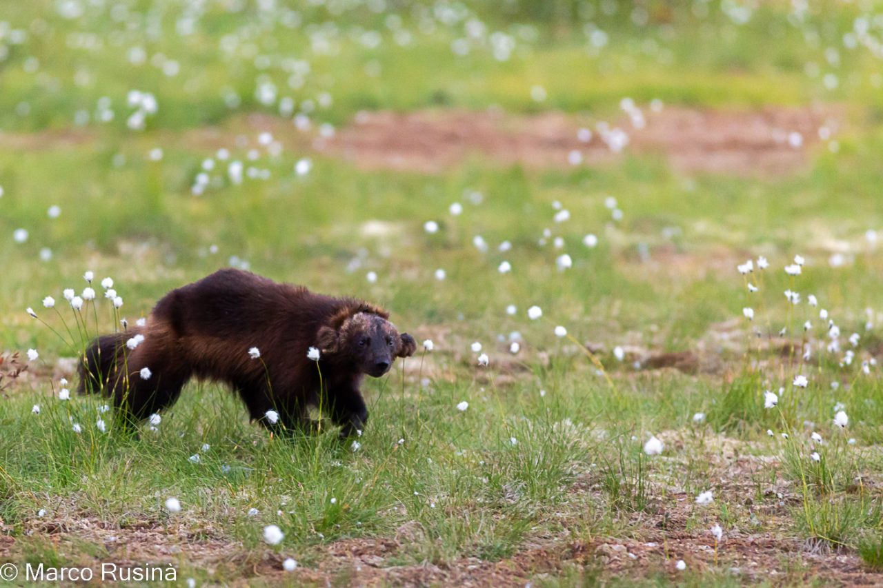 Finland - Wild taiga