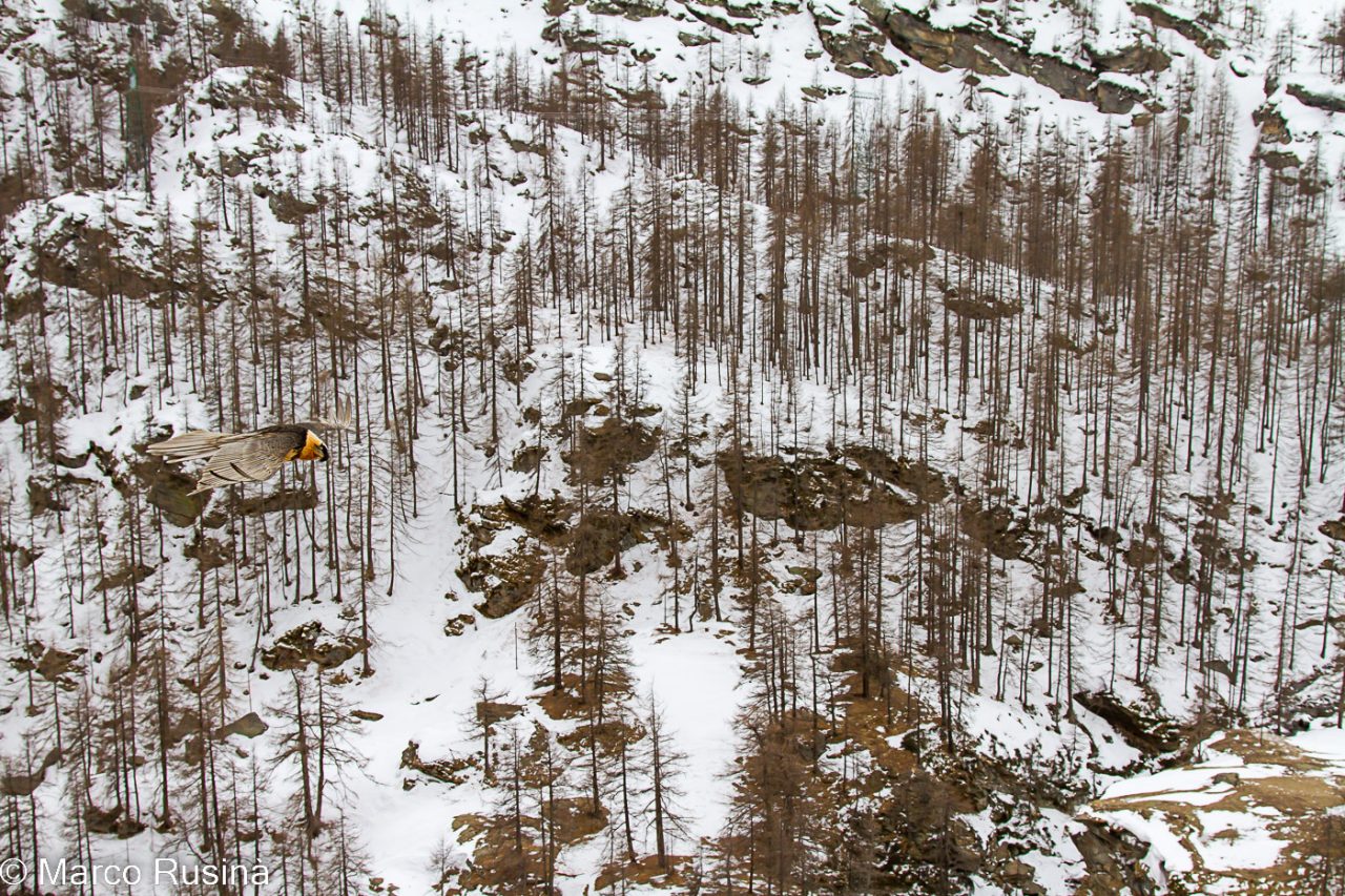 Italian Alps - Winter On Alps