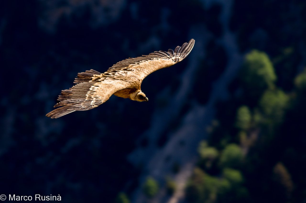 Gorges du Verdon