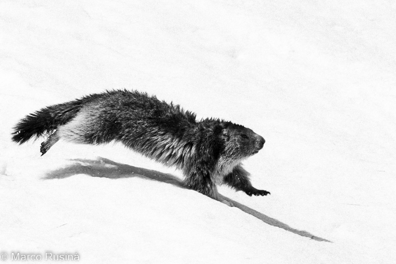 Natura in bianco e nero