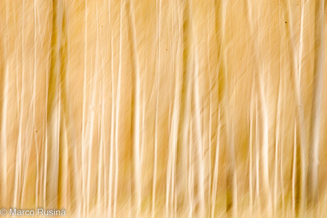 Abstract