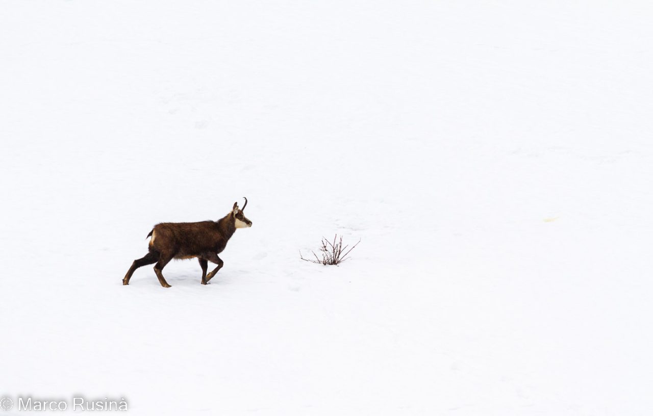 Italian Alps - Winter On Alps