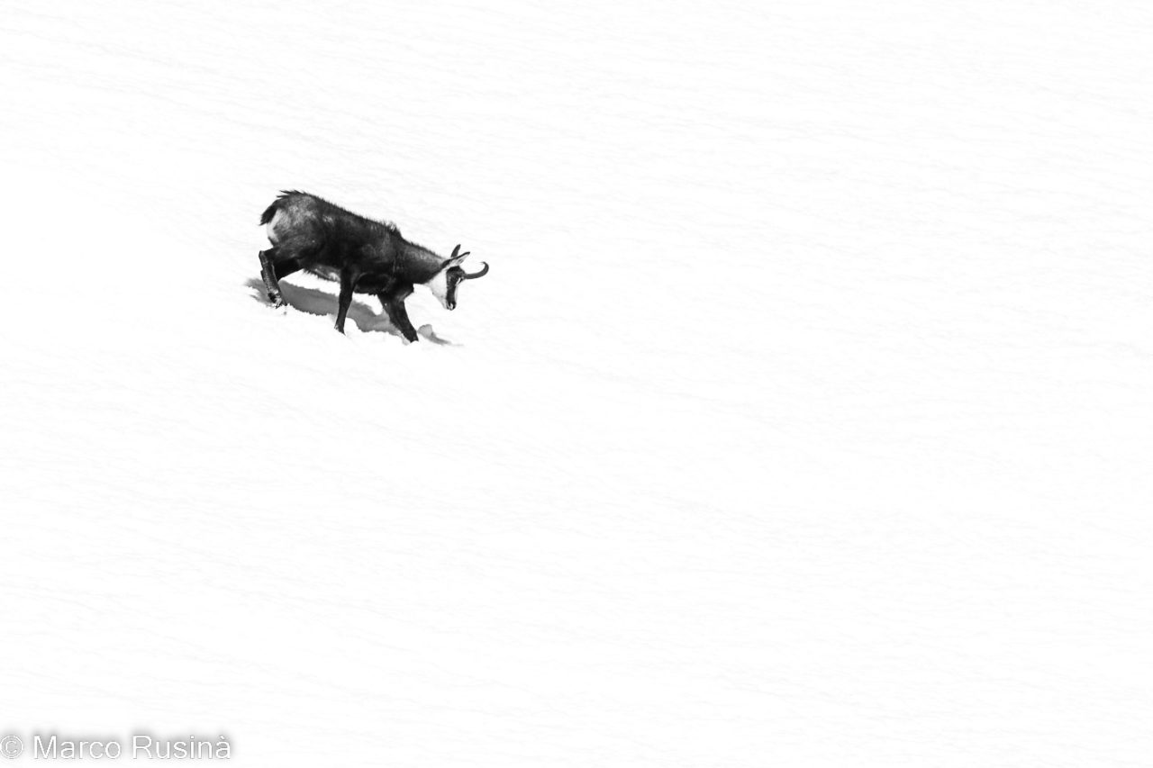 Natura in bianco e nero