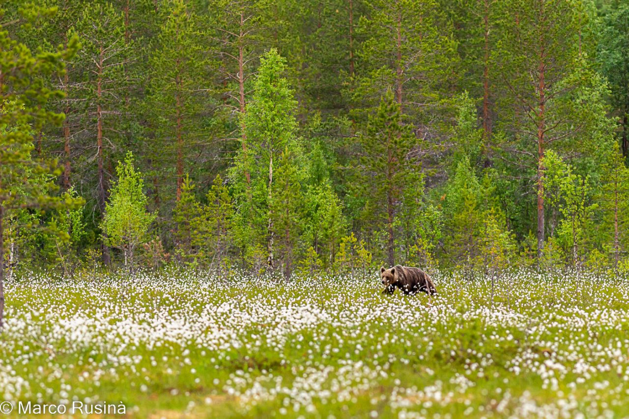 Finland - Wild taiga