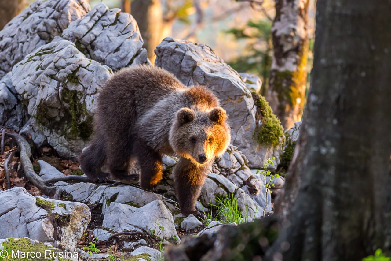 Slovenian brown bear