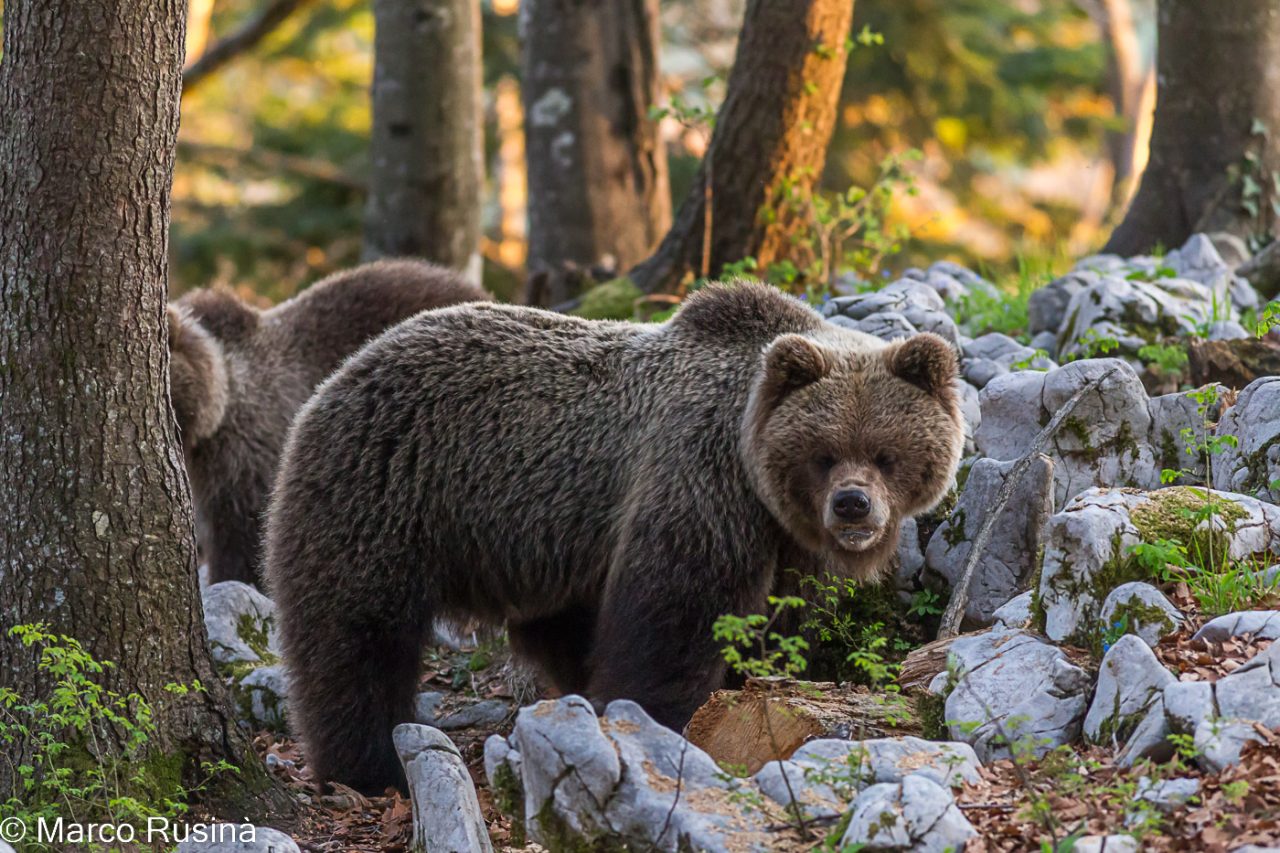 Slovenian brown bear