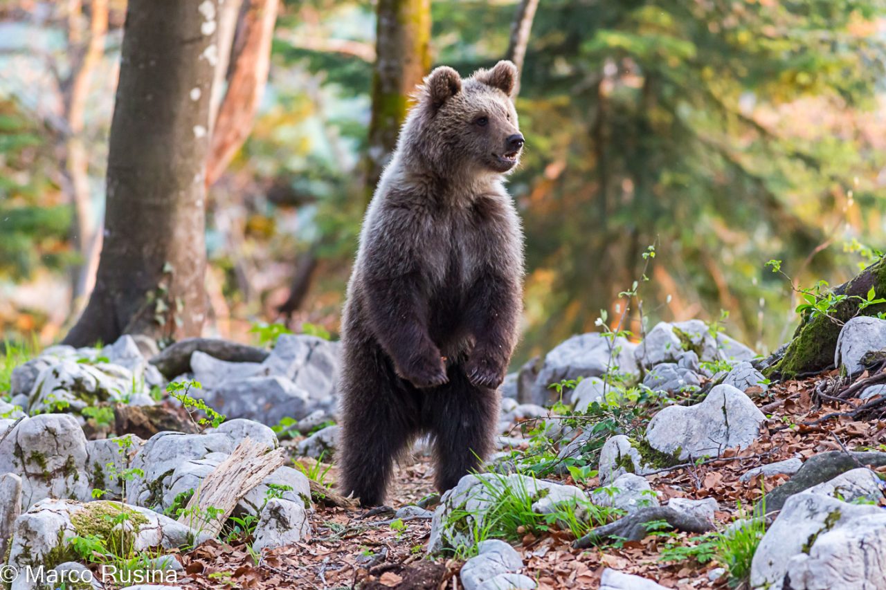 Slovenian brown bear