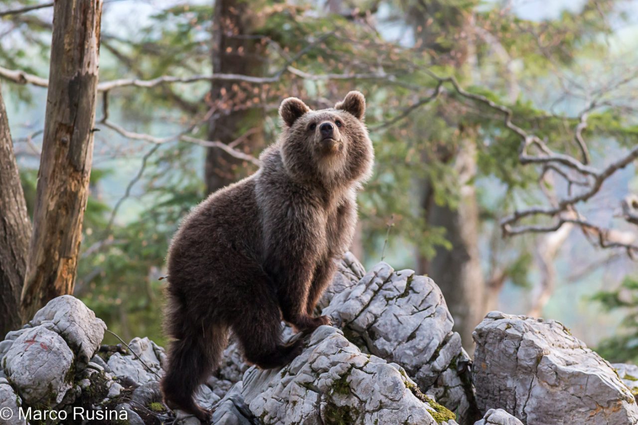 Slovenian brown bear