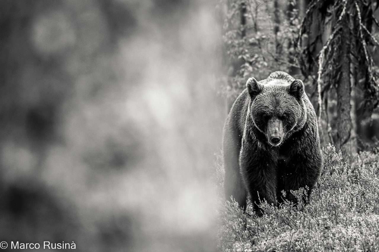 Finland - Wild taiga