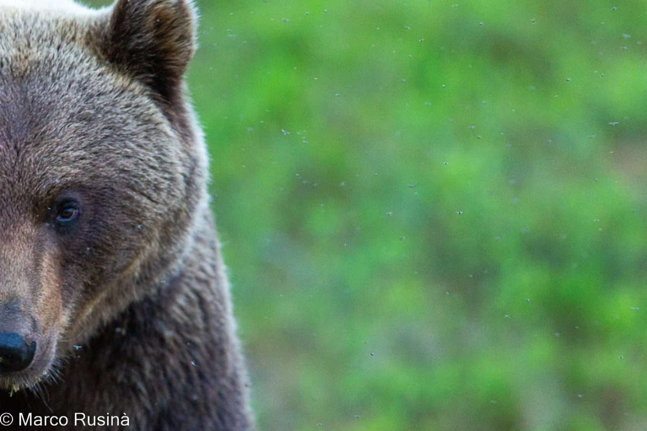 Finland - Wild taiga