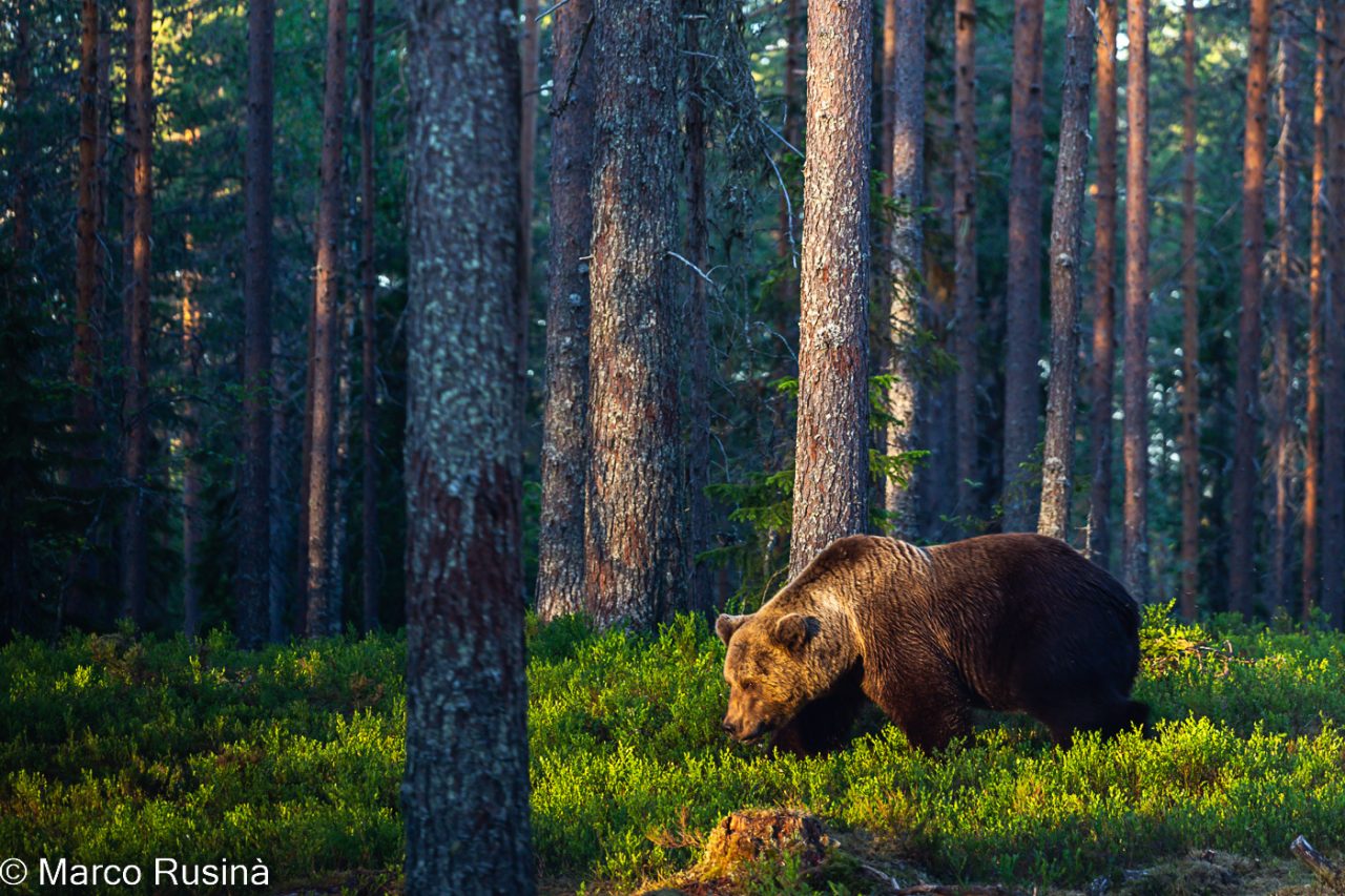 Finland - Wild taiga