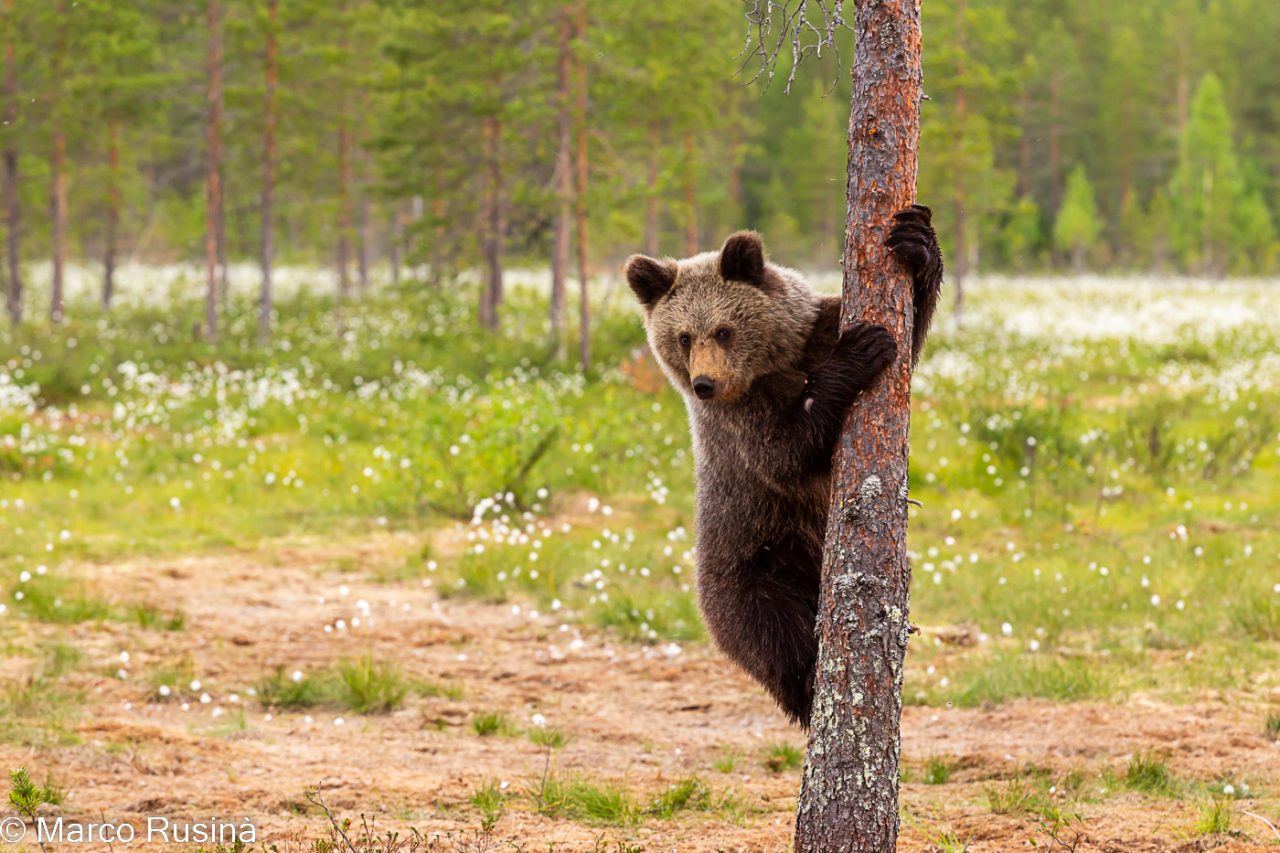 Finland - Wild taiga