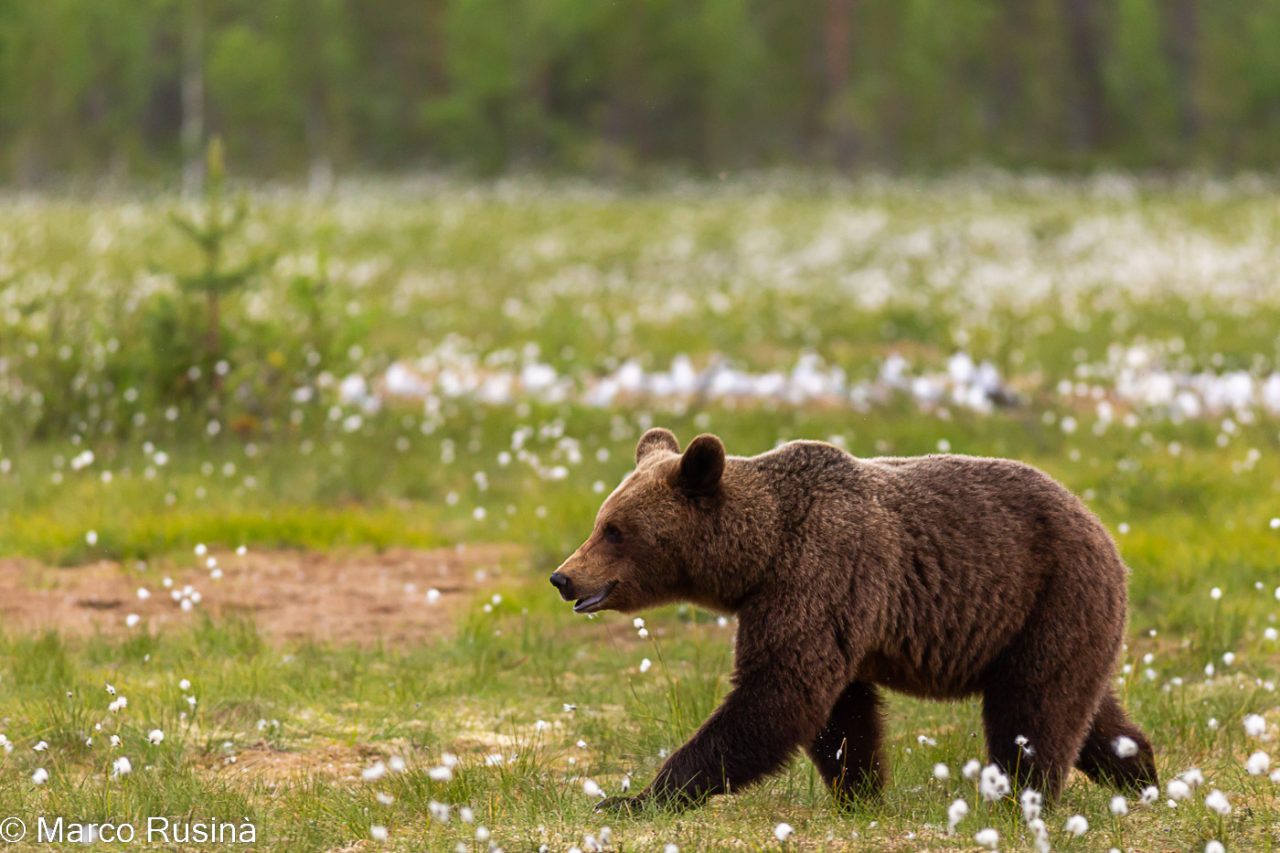 Finland - Wild taiga