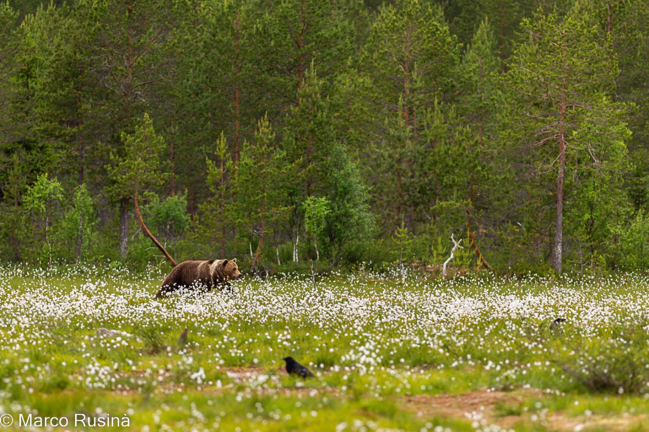 Finland - Wild taiga