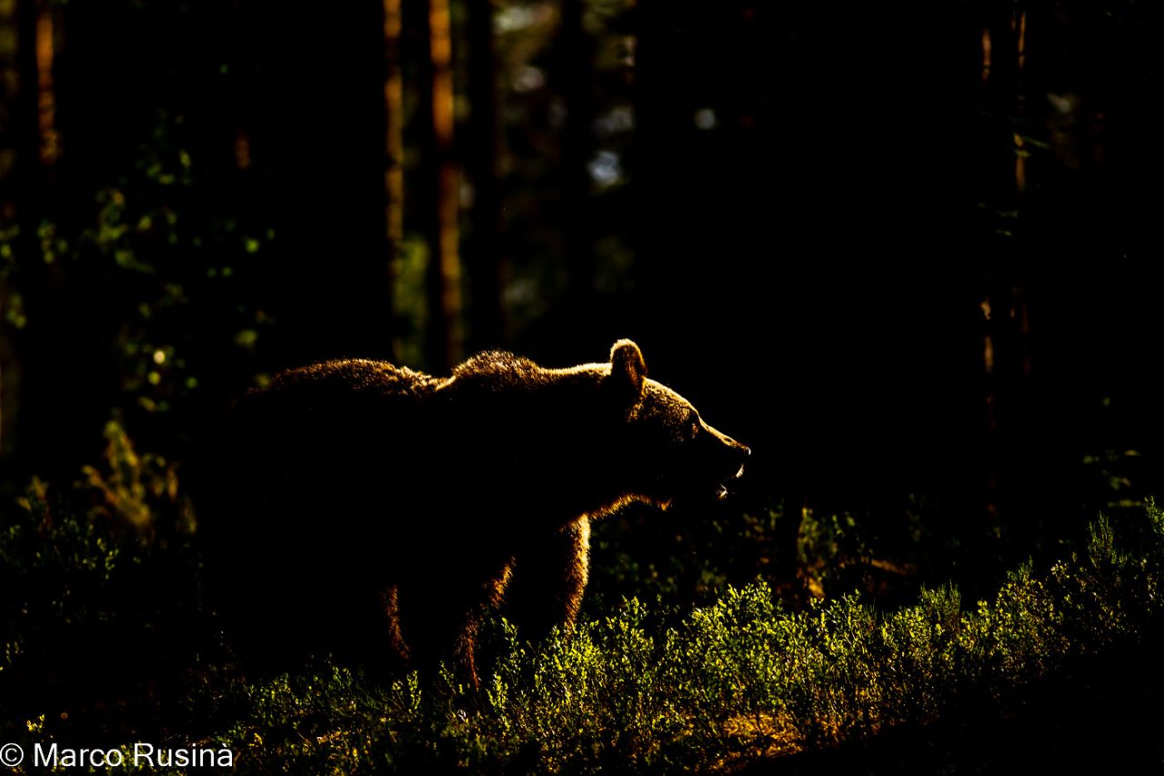 Finland - Wild taiga