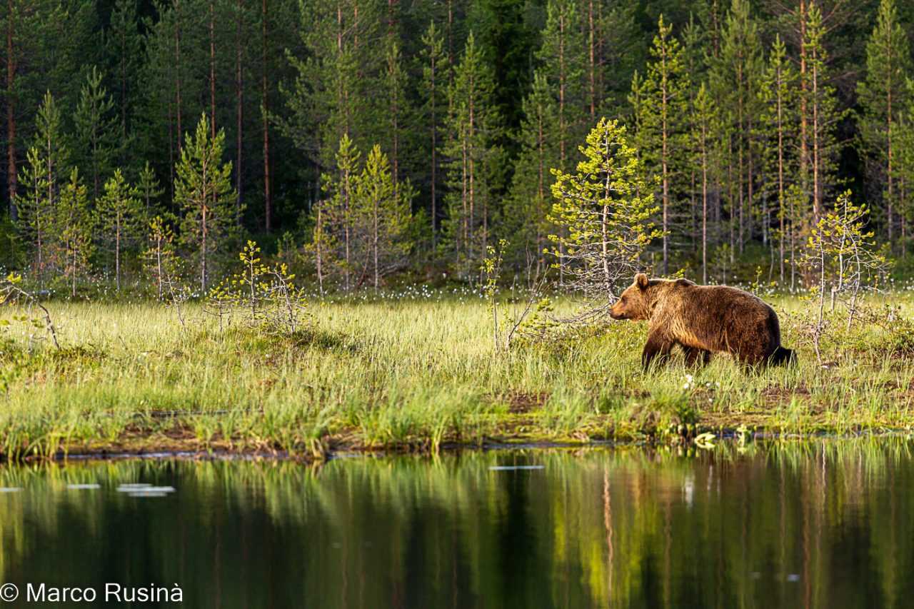 Finland - Wild taiga