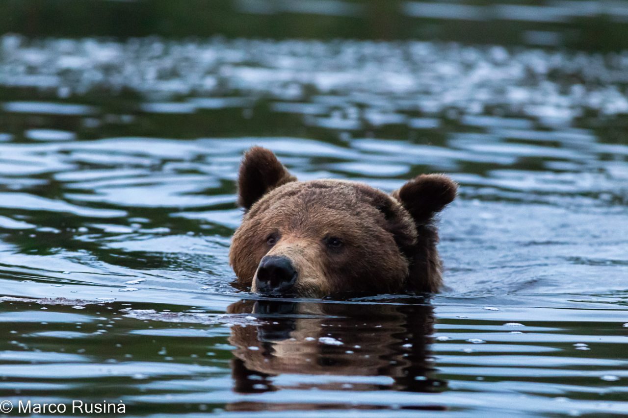 Finland - Wild taiga