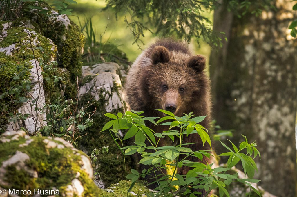 Slovenian brown bear