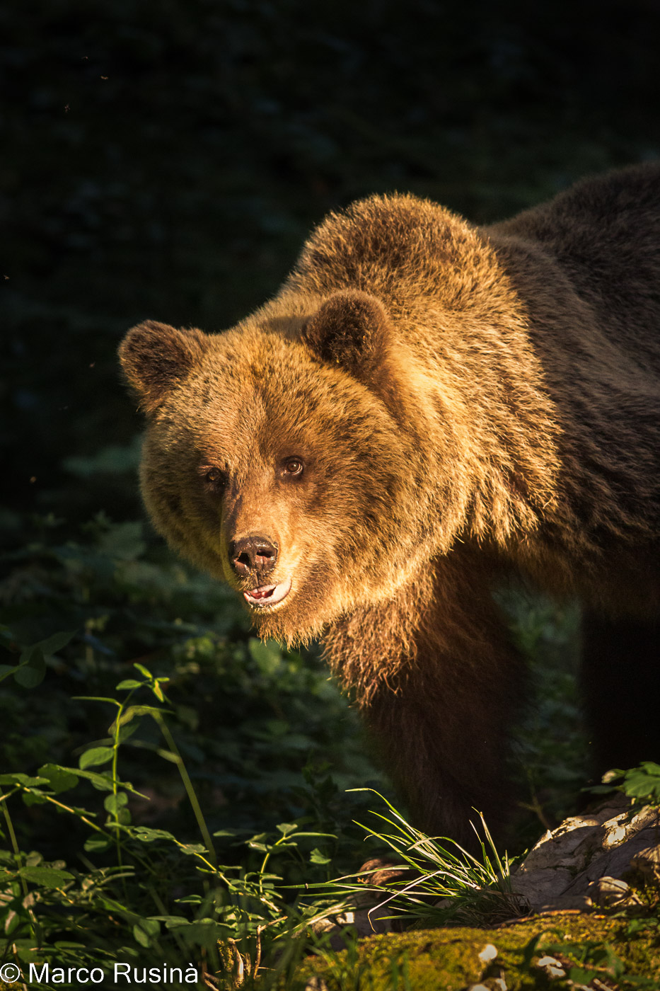 Slovenian brown bear