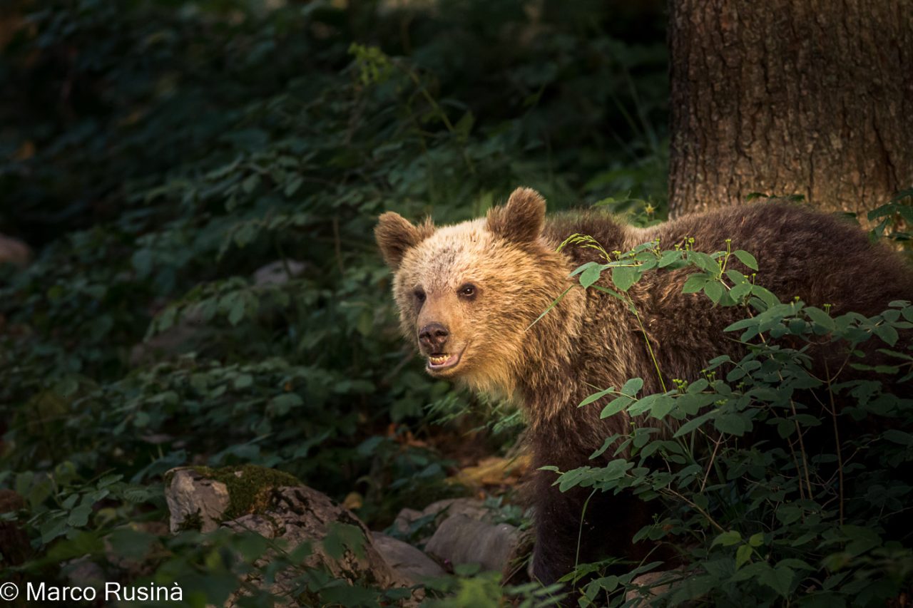 Slovenian brown bear