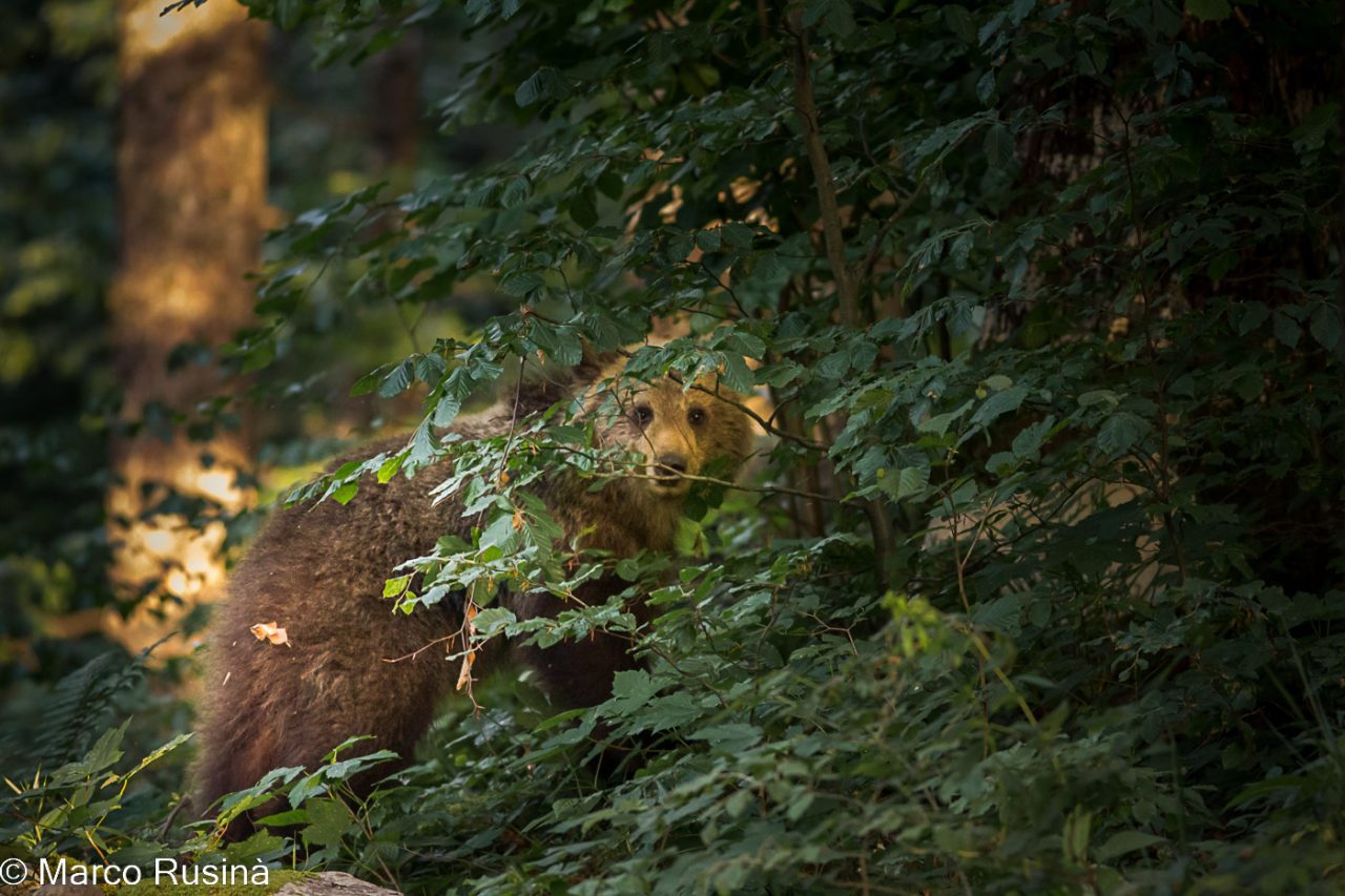 Slovenian brown bear