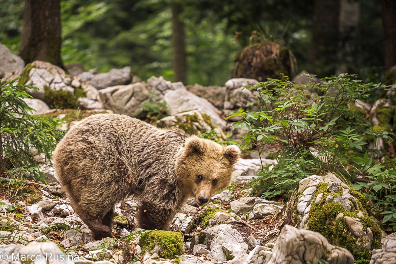 Slovenian brown bear