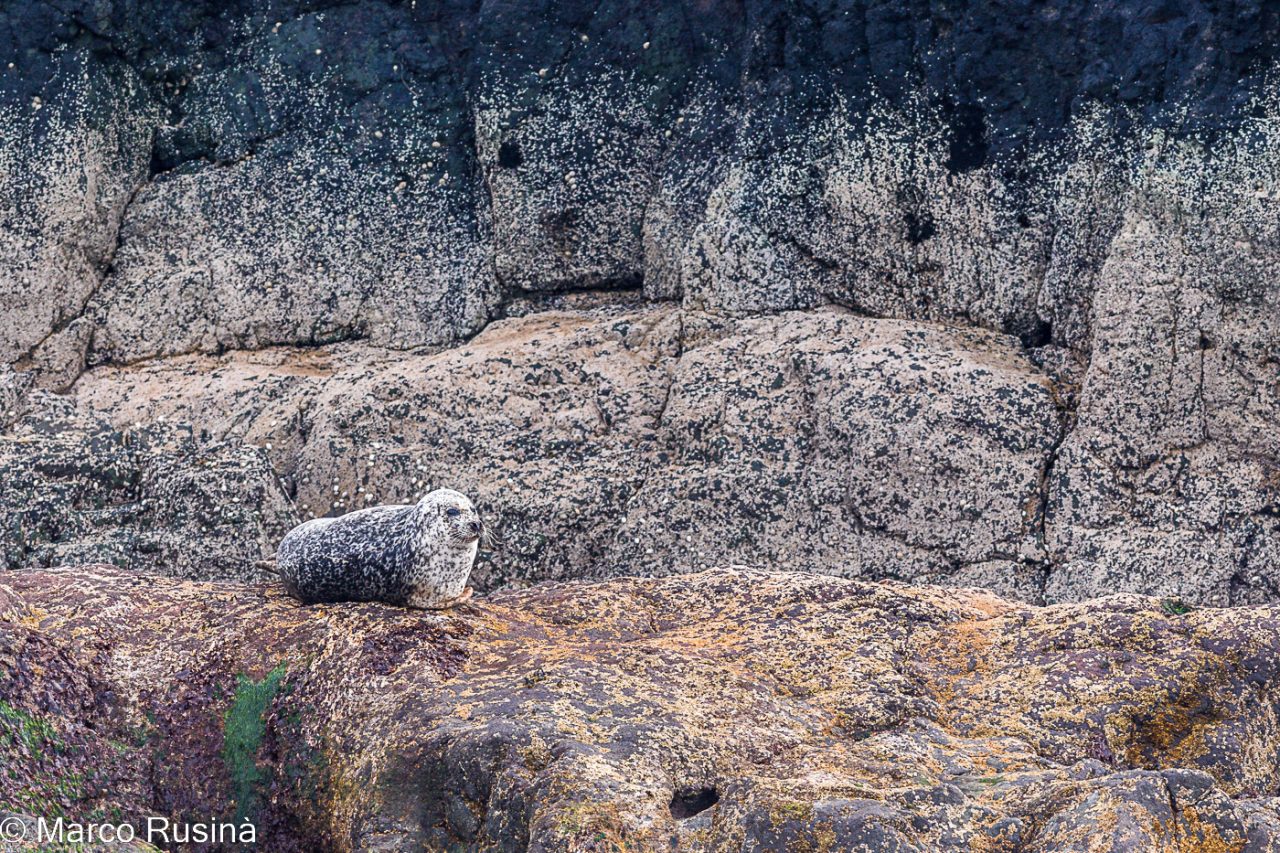 Grey seals