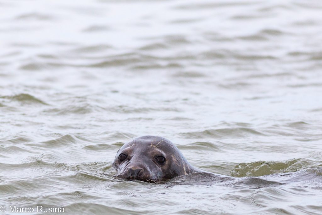 Grey seals