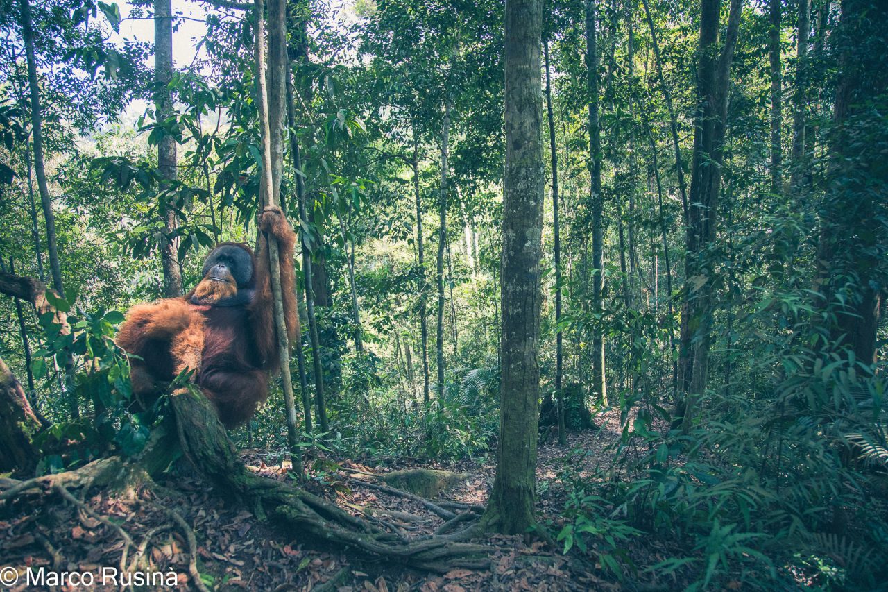 Sumatra Orangutan