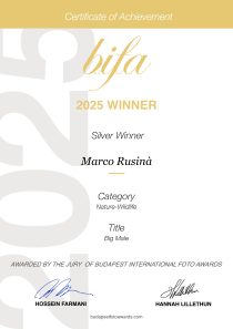 International Bifa Silver Winner